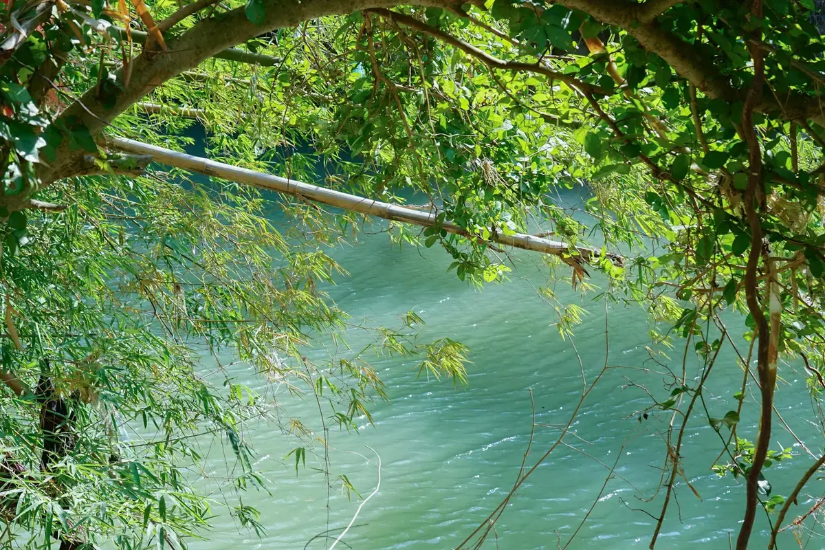 Serene waterway through Cam Thanh coconut forest