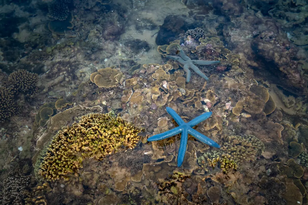 Crystal clear water at Cu Lao Cham with vibrant coral reefs